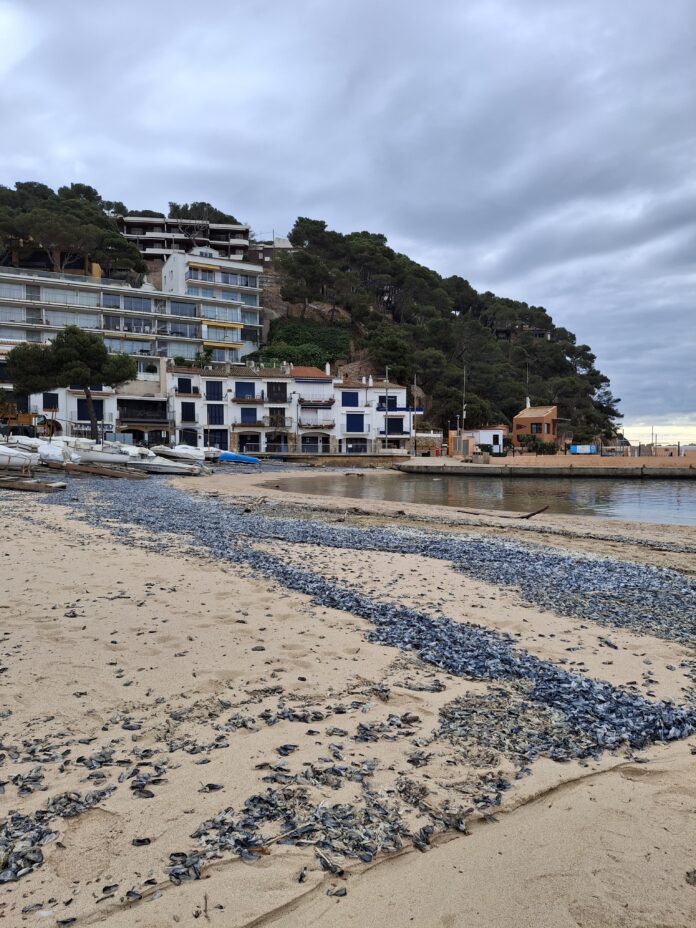 Llafranc- barquetes de Sant Pere -3