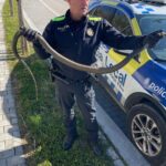 La Policia de Platja d’Aro retira una serp verda de s’Agaró per evitar que l’atropellin Policia Platja d'Aro serp