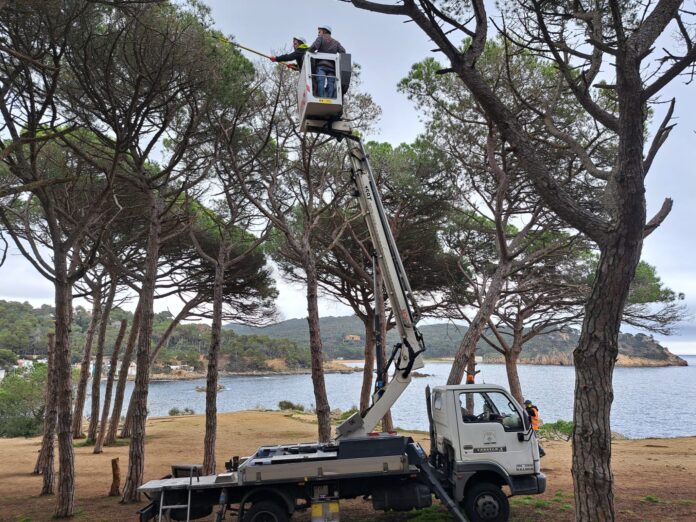 processionària de pi palamós