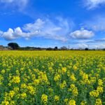 Sol i tramuntana durant uns dies