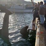 privat:-uns-pescadors-del-port-de-la-selva-capturen-accidentalment-un-tauro-pelegri-de-set-metres