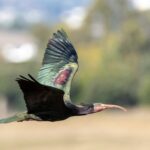 privat:-nou-pas-de-la-fundacio-alive-per-portar-una-vintena-de-polls-d’ibis-a-l’emporda