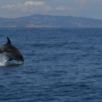 Els biòlegs de Noa 18 nusos alerten que el dofí comú desapareix de la Costa Brava i que es veuen poques cries de cetacis