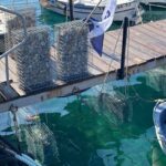 Palamós impulsa un projecte de repoblació d’espècies en espais portuaris a través dels biohuts Biohuts Palamós