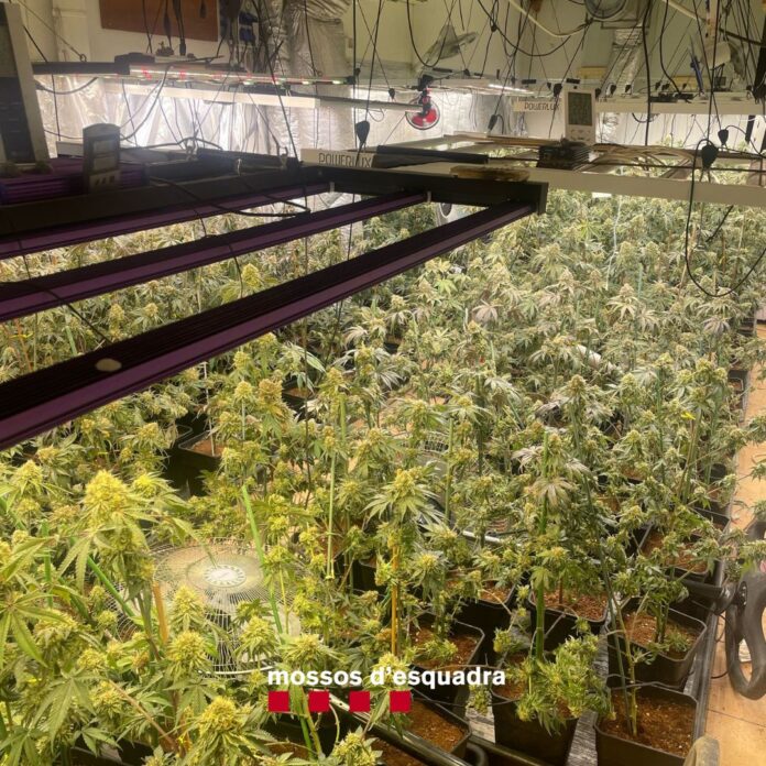 plantes marihuana bisbal