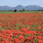 Setmana tranquil·la, amb alguns matisos