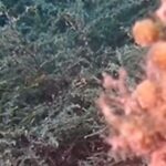 detecten-a-cala-montgo-l’unica-poblacio-a-catalunya-d’una-especie-d’alga-amenacaad