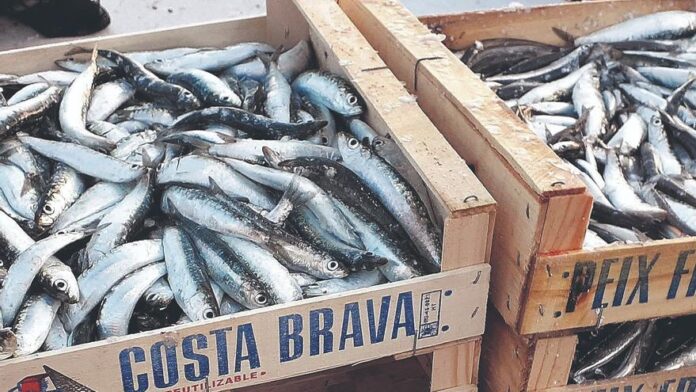 les-sardines-a-la-costa-brava:-menys-i-mes-petites