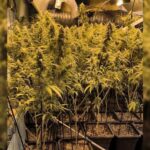 detingut-un-home-per-tenir-561-plantes-de-marihuana-en-una-casa-de-calonge
