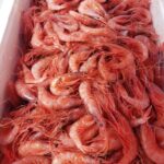 Calonge i Sant Antoni engega la 31a edició del Menú de la Gamba En marxa la 31a edició del Menú de la Gamba