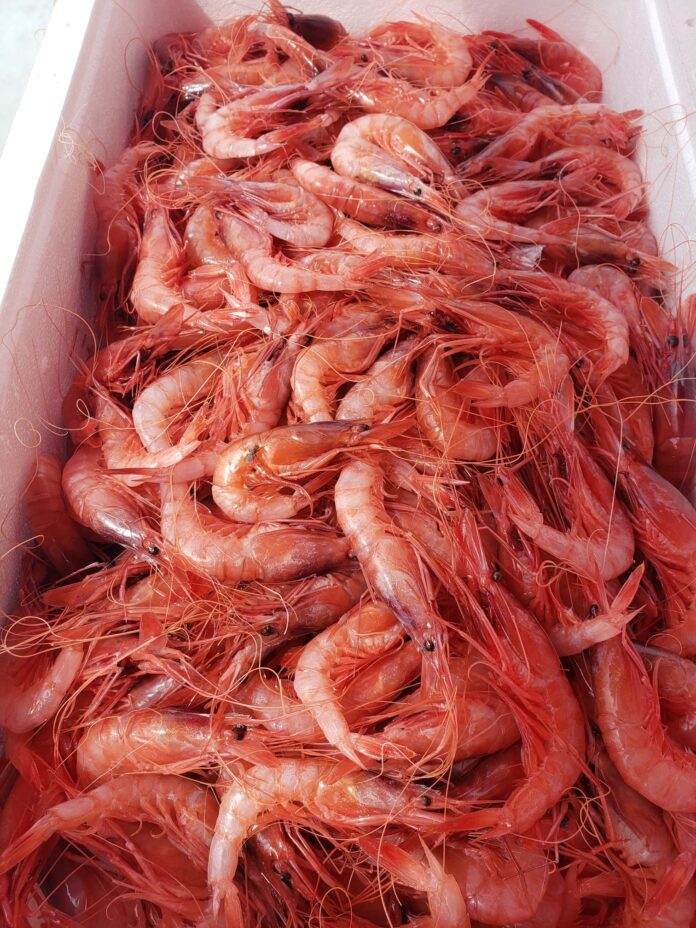En marxa la 31a edició del Menú de la Gamba
