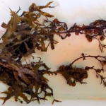 Detecten a la cala Montgó de Torroella l’única població de l’alga Sargassum trichocarpum de Catalunya Sargassum trichocarpum alga Torroella
