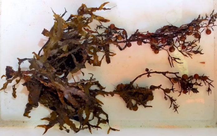 Sargassum trichocarpum alga Torroella
