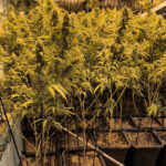 Detingut un home per tenir 561 plantes de marihuana i la llum punxada en una casa de Calonge marihuana calonge