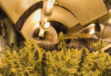 marihuana calonge