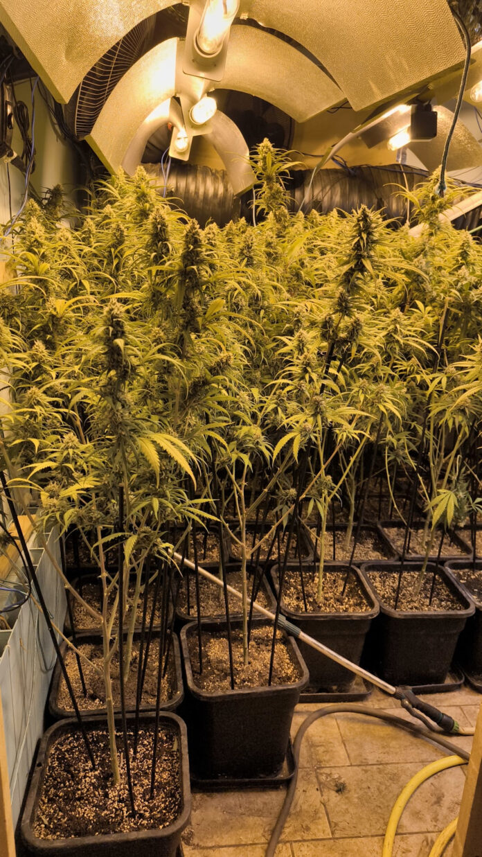 marihuana calonge