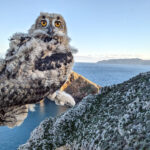 El duc nidifica i s’estableix de manera permanent a les illes Medes en un cas excepcional a Europa Duc a les Illes medes i baix ter