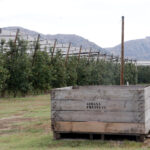 L’IRTA impulsa un projecte per adaptar els conreus tradicionals de cada territori al canvi climàtic i «fer-los viables»