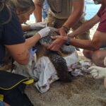 Una tortuga careta nidifica a Sant Feliu de Guíxols i pon 101 ous tortuga careta