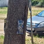 privat:-palafrugell-combat-una-plaga-d’insectes-a-l’arbrat