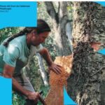 privat:-el-museu-del-suro-presenta-“la-pela-del-suro:-un-viatge-de-l’arbre-al-tap”,-una-experiencia-unica-per-descobrir-l’ofici-del-pelador-i-la-riquesa-cultural-del-suro