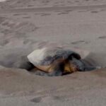 privat:-una-tortuga-babaua-pon-un-centenar-d’ous-a-sant-feliu-de-guixols