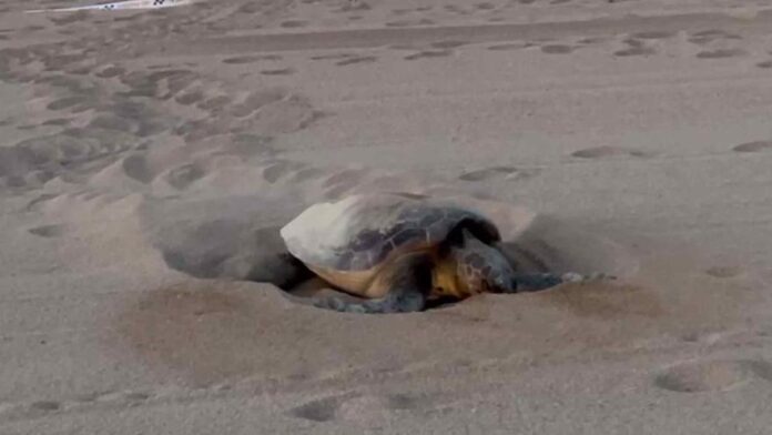 privat:-una-tortuga-babaua-pon-un-centenar-d’ous-a-sant-feliu-de-guixols