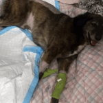 Una família de Pals denuncia que han disparat al seu gos mentre era al jardí de casa gos ferit a pals