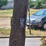 Palafrugell tracta els oms urbans per frenar la plaga de galeruca