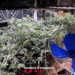 Els Mossos desmantellen un cultiu de 533 plantes de marihuana a Gualta detenció gualta droga mossos