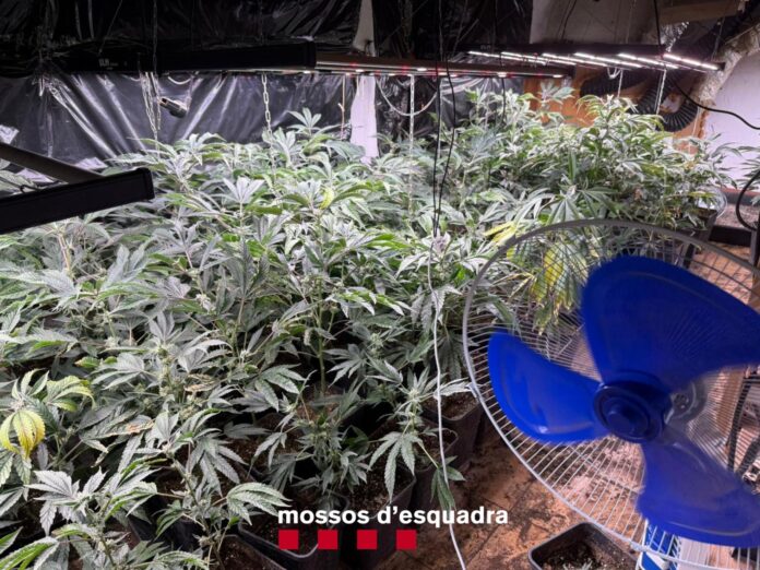 detenció gualta droga mossos