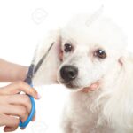 La begurenca Clàudia Caballero guanya la plata en perruqueria canina i competirà en el campionat europeu