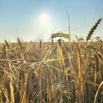 Primers passos cap a un nou episodi de calor estiuenc