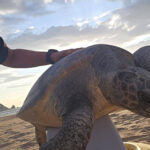 Una tortuga careta pon més de 100 ous a la platja dels Griells de l’Estartit