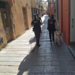 privat:-la-policia-local-de-torroella-incorpora-gossos-policia-especialitzats-en-la-deteccio-d’estupefaents