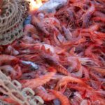 privat:-els-pescadors-de-palamos-veuen-limitada-la-pesca-de-gamba-en-plena-temporada