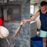 privat:-els-pescadors-del-cap-de-creus-comencen-la-veda-de-pop-roquer