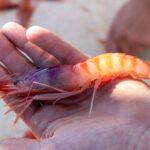 privat:-en-plena-temporada-estival,-les-restriccions-europees-limiten-la-pesca-de-gamba-vermella-de-palamos-tot-i-la-bona-salut-del-recurs