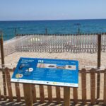 privat:-una-tortuga-marina-nia-a-la-platja-gran-de-platja-d’aro