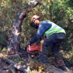 privat:-el-consorci-de-les-gavarres-tala-11-hectarees-d’eucaliptus-dins-el-massis-per-recuperar-la-sureda-autoctona