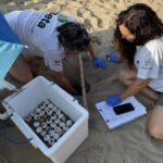privat:-posta-d’ous-de-tortuga-marina-a-la-platja-de-riells-de-l’escala