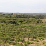 privat:-creix-la-compra-de-productes-ecologics-fins-el-47,5%-dels-consumidors