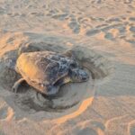 privat:-una-tortuga-careta-fa-una-posta-de-105-ous-a-la-platja-dels-griells-de-l’estartit