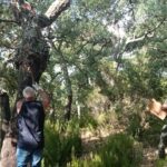 FUTURECORK impulsa la primera edició del carnet estatal de pelador de suro per dignificar l’ofici i crear ocupació verda