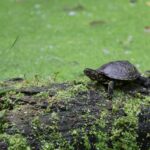 Alliberen 15 nous exemplars de tortuga d’estany a l’espai natural protegit de les Riberes del Baix Ter tortuga baix ter