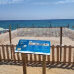 Una tortuga pon una vuitantena d’ous a la platja de Riuet de Platja d’Aro