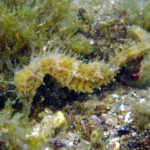 Èxit del projecte “Cavallets de Mar” a l’Estartit, que combina busseig, pesca i ciència