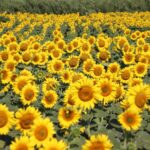 La calor es desinfla molt lentament