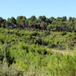 Protecció Civil posa en alerta el pla Infocat per risc d’incendi per altes temperatures, baixa humitat i vent de nord