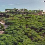 privat:-una-sentencia-declara-nul-el-projecte-que-ha-urbanitzat-la-pineda-de-la-fosca-a-palamos